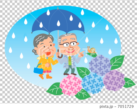 資深夫婦八仙花屬多雨例證 資深夫婦八仙花屬多雨例證 7051729