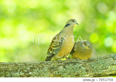 キジバトつがい 7051750