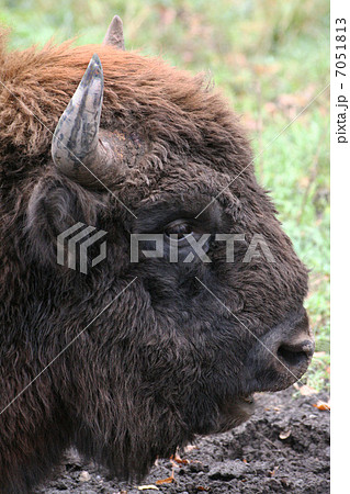 wild bison 7051813
