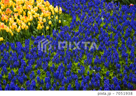 チューリップ 7051938