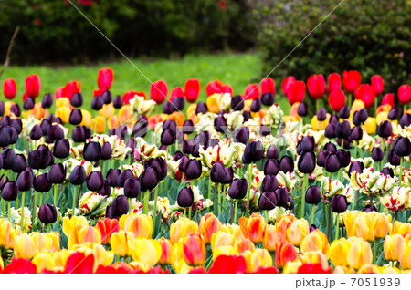 チューリップ 7051939