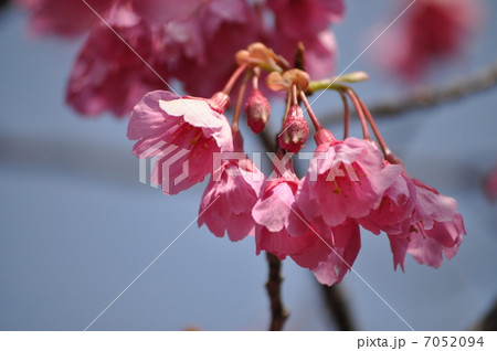 緋寒桜 緋寒桜 7052094