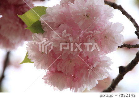 普賢象（八重桜） 7052145