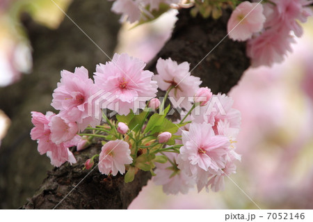 簪桜（八重桜） 7052146