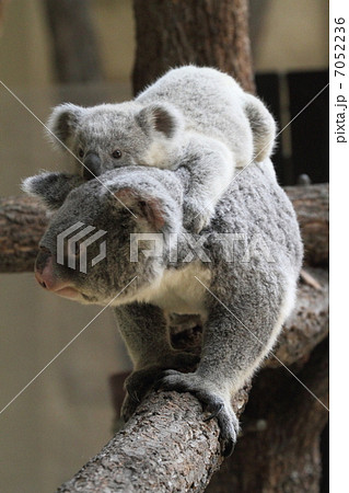 生後8ヶ月のコアラの赤ちゃんとお母さん 生後8ヶ月のコアラの赤ちゃんとお母さん 7052236