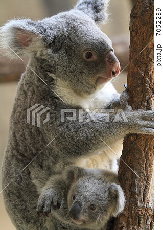 生後８ヶ月のコアラの赤ちゃんとお母さん 7052239
