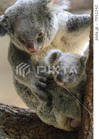 生後8ヶ月のコアラの赤ちゃんとお母さん 生後8ヶ月のコアラの赤ちゃんとお母さん 7052242