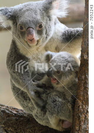 生後8ヶ月のコアラの赤ちゃんとお母さん 生後8ヶ月のコアラの赤ちゃんとお母さん 7052243