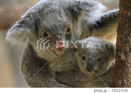 生後８ヶ月のコアラの赤ちゃんとお母さん 7052250