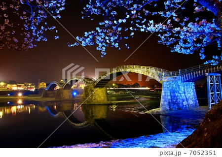 ライトアップされた錦帯橋とサクラ 7052351