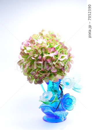 変わり色アジサイ 花瓶 の写真素材