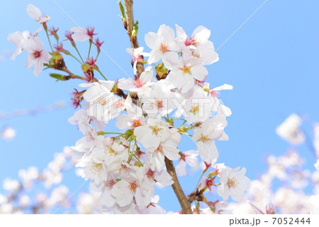 桜 7052444