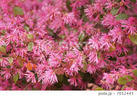 ベニバナトキワマンサク 7052445