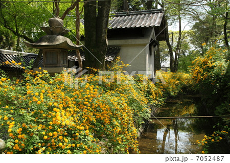 松尾大社の山吹 松尾大社の山吹 7052487