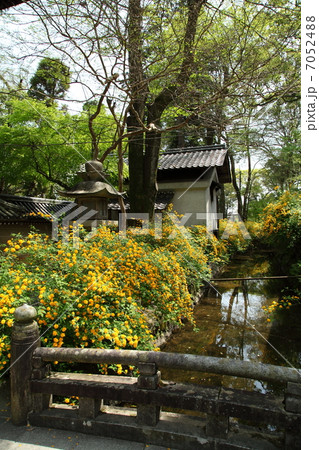 松尾大社の山吹 7052488