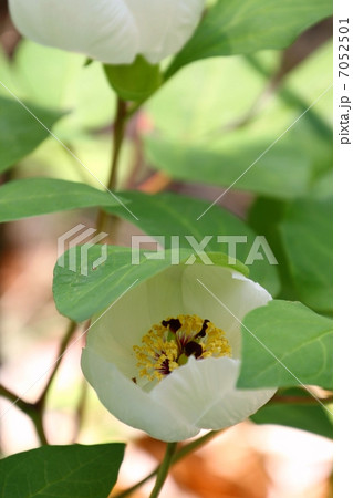 ヤマシャクヤク 7052501