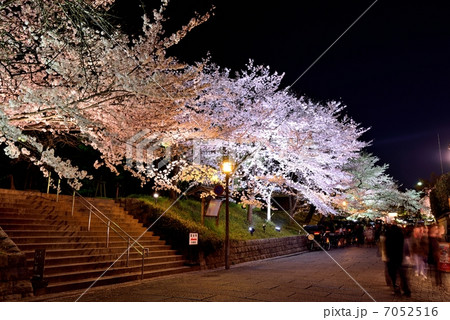 京都の夜桜 7052516