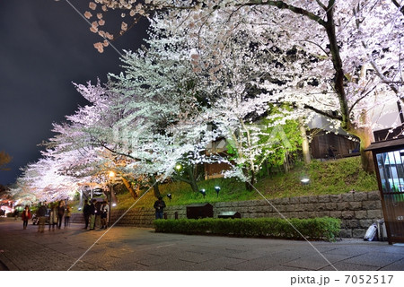 京都の夜桜 7052517