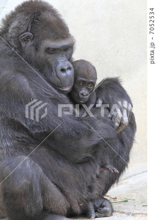 生後５ヶ月のニシゴリラの赤ちゃん 7052534