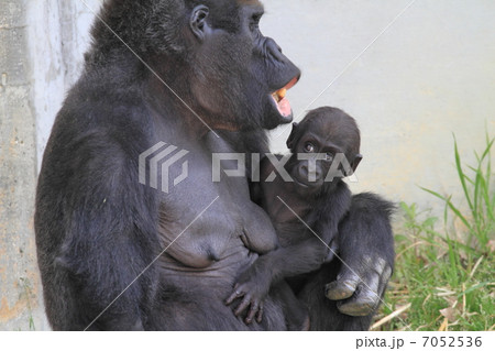 生後５ヶ月のニシゴリラの赤ちゃん 7052536