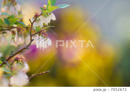 ブルーベリーの花 花の写真素材 ブルーベリーの花 花の写真素材 7052672