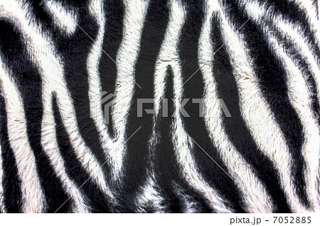 ゼブラ柄 7052885