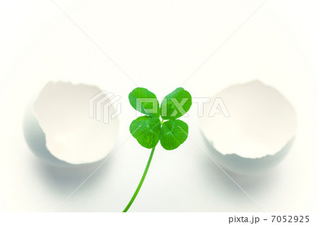 クローバーと卵の殻 7052925