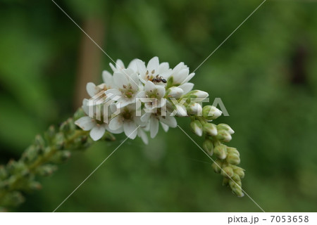 ヌマトラノオ　沼虎の尾　Lysimachia fortunei 7053658