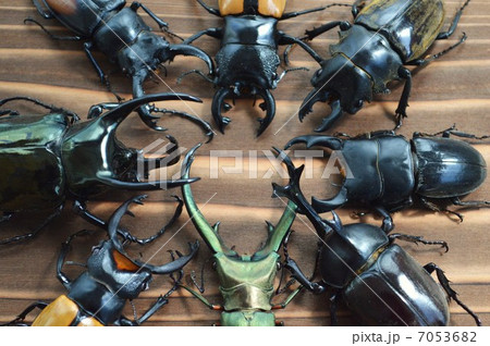 オオクワガタ　国産カブト　セアカフタマタ　エラフス　アトラスオオカブト　濃い木目背景 7053682