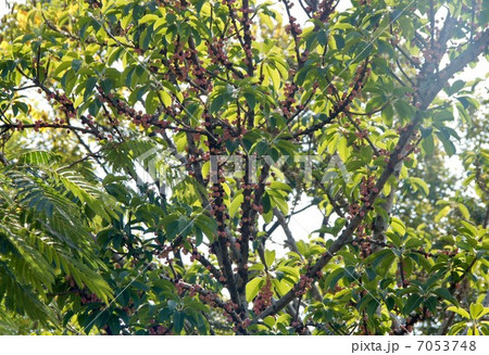 アコウの樹木と果実 アコウの樹木と果実 7053748