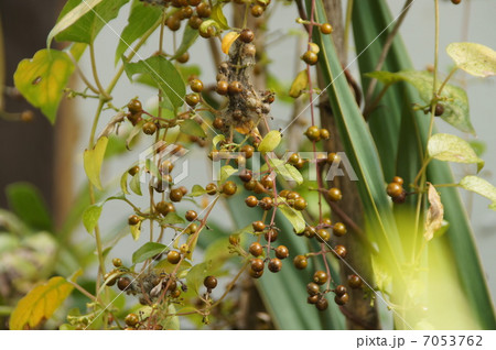 ヘクソカズラの果実 7053762