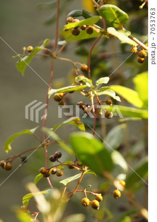 ヘクソカズラの果実 7053763