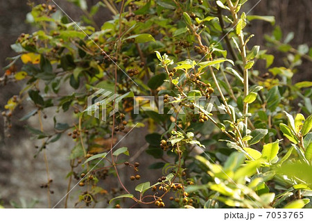 ヘクソカズラの果実 7053765