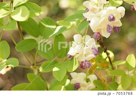 五葉アケビの花 7053768