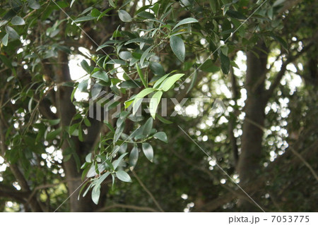 木の葉 木の葉 7053775