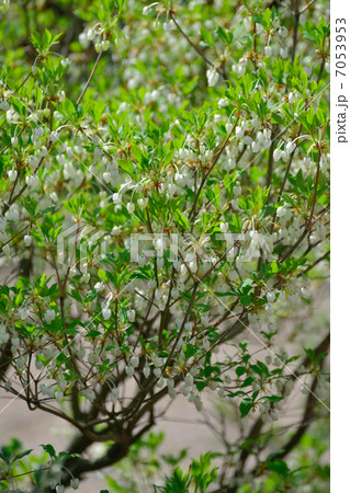 ドウダンツツジ 7053953