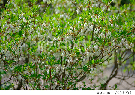 ドウダンツツジ 7053954