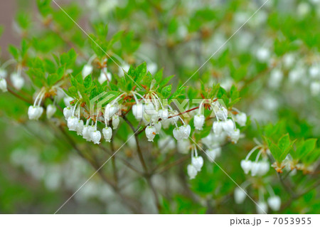 ドウダンツツジ 7053955