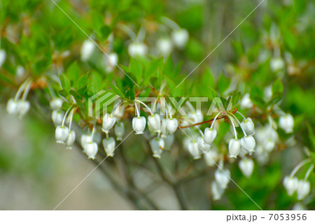 ドウダンツツジ 7053956