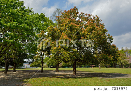 樹木・クスノキ クスノキ科 樹木・クスノキ クスノキ科 7053975