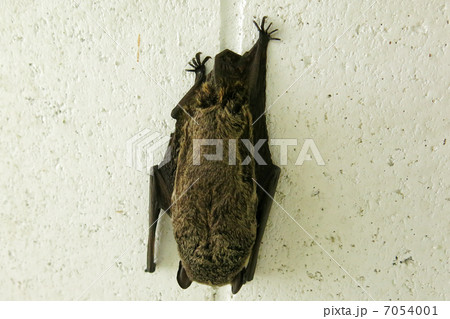 コウモリ コウモリ 7054001