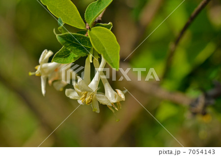 樹木・ウグイスカグラ スイカズラ科 樹木・ウグイスカグラ スイカズラ科 7054143