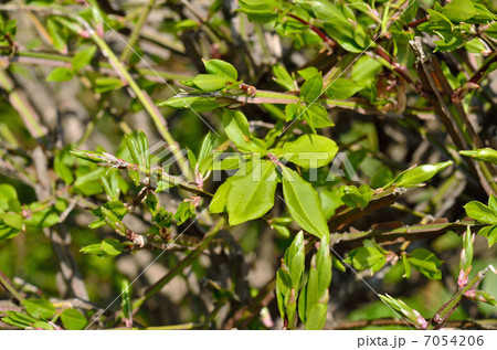 樹木・ニシキギ ニシキギ科 樹木・ニシキギ ニシキギ科 7054206