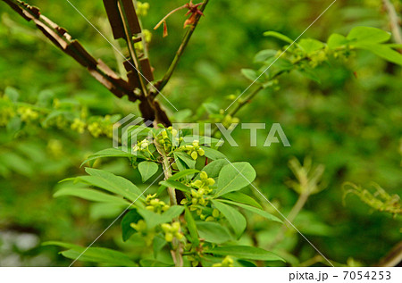 樹木・ニシキギ ニシキギ科 樹木・ニシキギ ニシキギ科 7054253