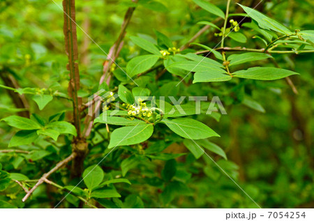 樹木・ニシキギ ニシキギ科 樹木・ニシキギ ニシキギ科 7054254