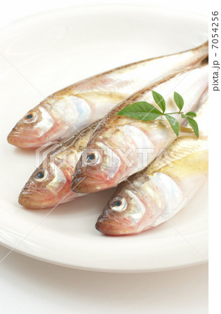 ハタハタ ハタハタ 7054256