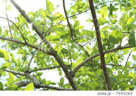 マユミ マユミ 7054263