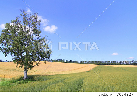 初夏の丘 初夏の丘 7054327