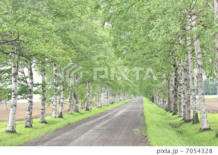 新緑の並木道 新緑の並木道 7054328