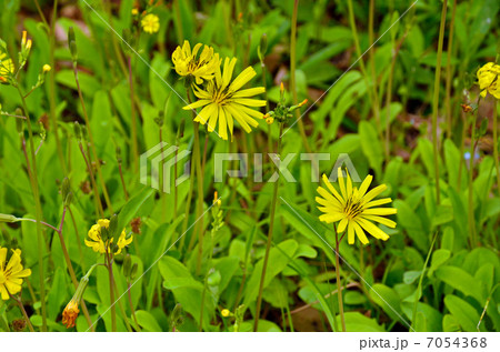 植物・オオジシバリ キク科 植物・オオジシバリ キク科 7054368